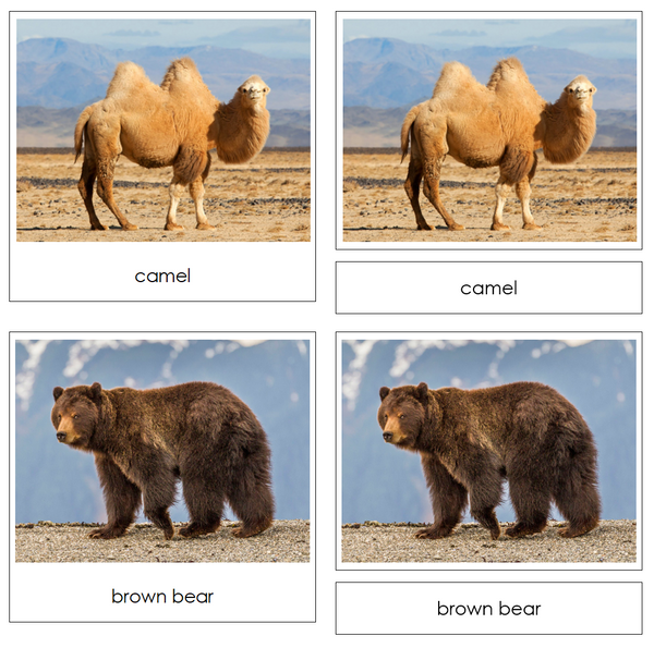 Wild Safari Toob Cards - Montessori Print Shop Digital Download