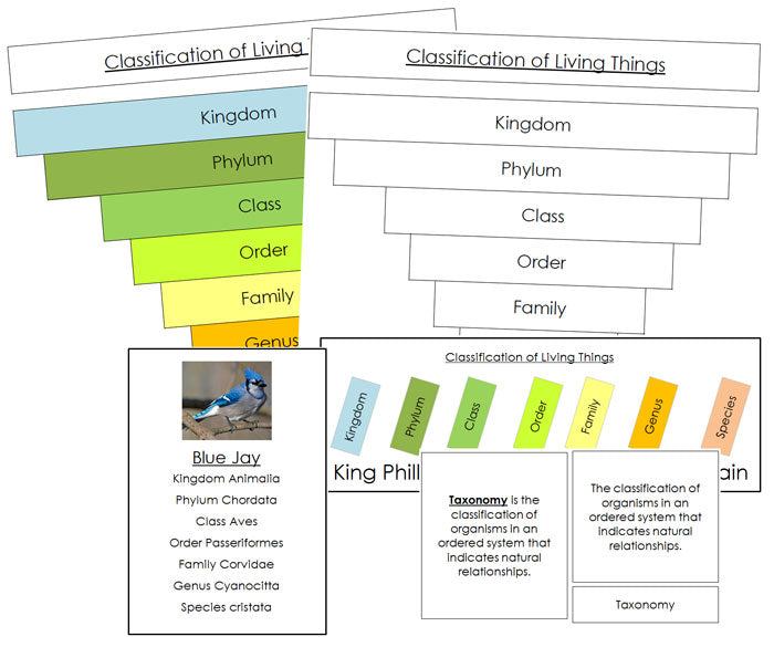 Six Kingdoms of Life Classification Concepts - Montessori Print Shop Digital Download