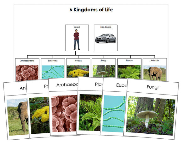 Six Kingdoms of Life Charts & Cards - Montessori Print Shop