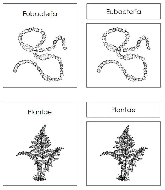 Six Kingdoms of Life Charts & Cards Blackline Masters - Montessori Print Shop Digital Download