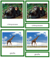 African Animals (color-coded) - Montessori Print Shop