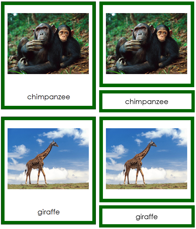 Animals of Africa Cards (color-coded) - Montessori Print Shop Digital Download