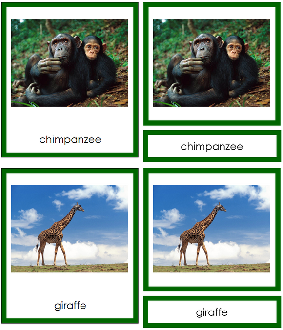 Animals of Africa Cards (color-coded) - Montessori Print Shop Digital Download