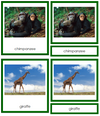Animals of the World Bundle (color coded)
