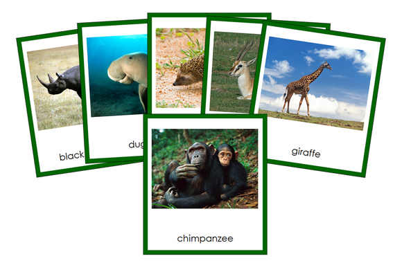 World Animals Bundle (color borders) - Montessori Print Shop Digital Download