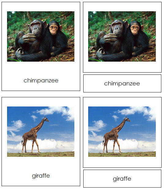 African Animals - Montessori geography cards