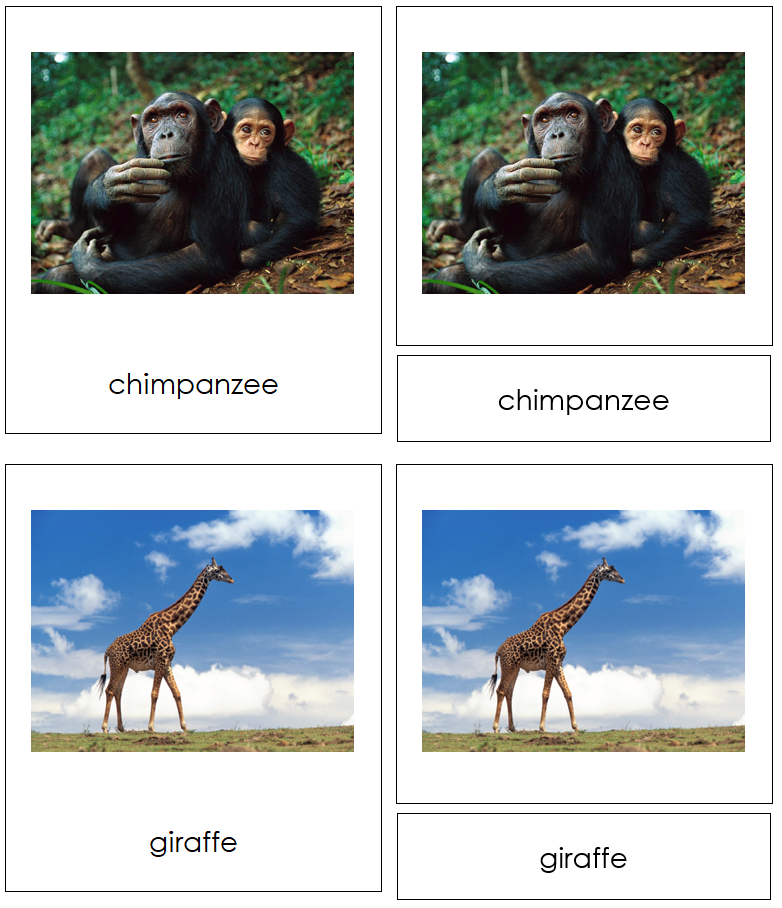 Animals of Africa 3-Part Cards - Montessori Print Shop Digital Download