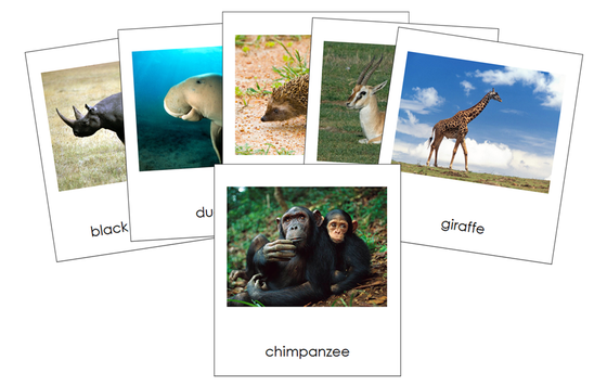 Animals of Africa 3-Part Cards - Montessori Print Shop Digital Download