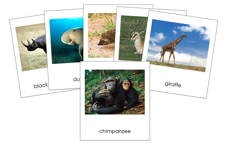 Animals of Africa 3-Part Cards - Montessori Print Shop Digital Download