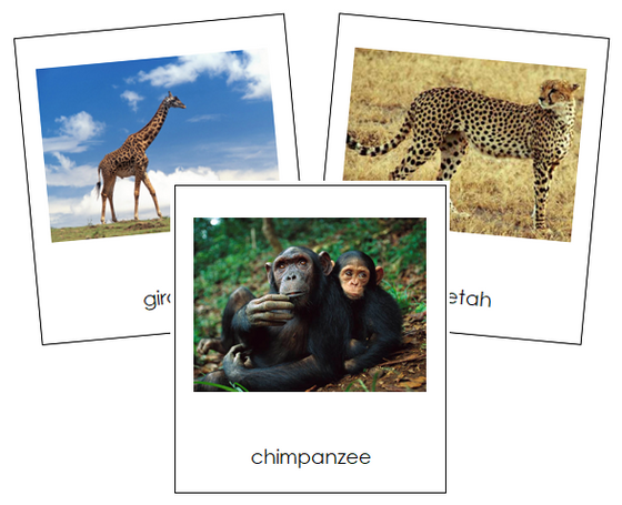 African Animals - Montessori geography cards