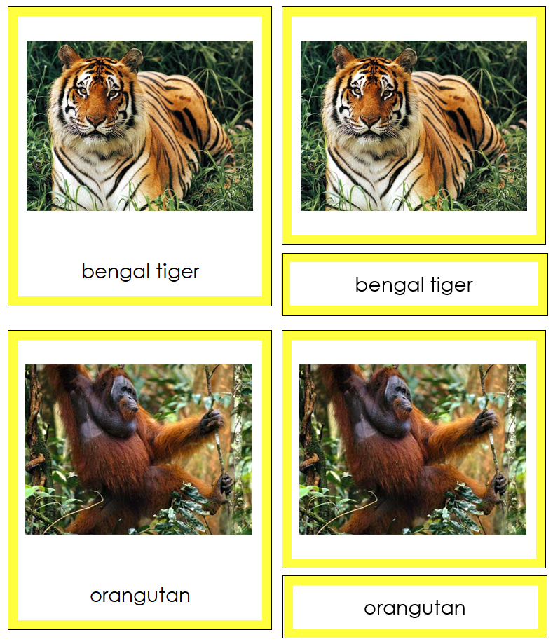 Animals of Asia 3-Part Cards (color-coded) - Montessori Print Shop Digital Download