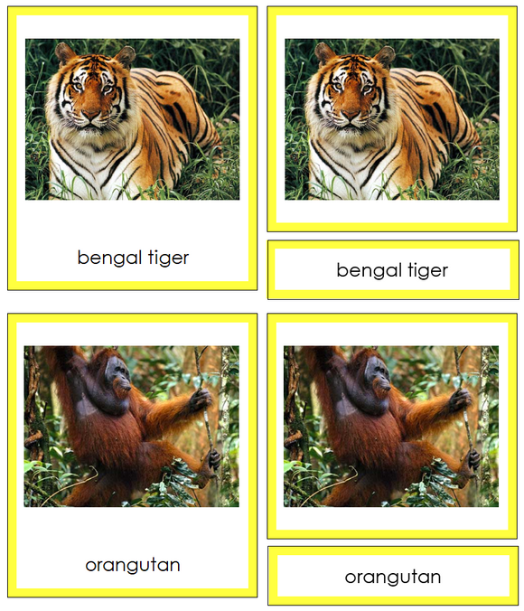 Animals of Asia 3-Part Cards (color-coded) - Montessori Print Shop Digital Download