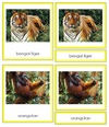 Asian Animal Cards - Montessori Print Shop Continent Studies