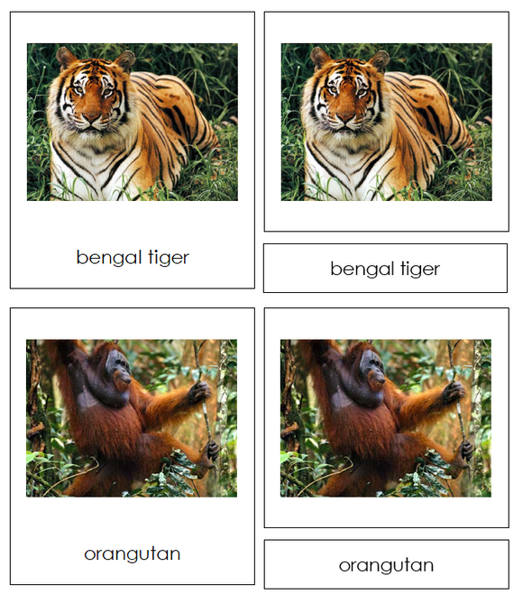 Asian Animals - Continent Cards - Montessori Print Shop