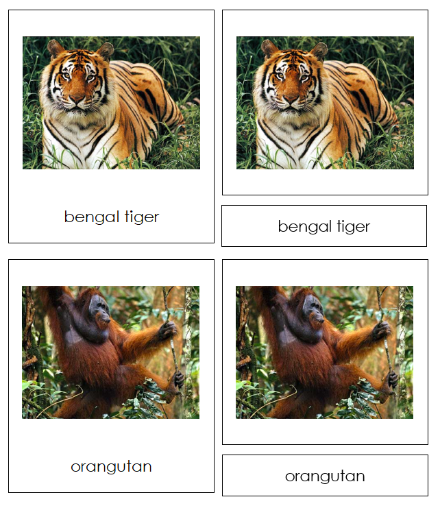 Animals of Asia 3-Part Continent Cards - Montessori Print Shop Digital Download