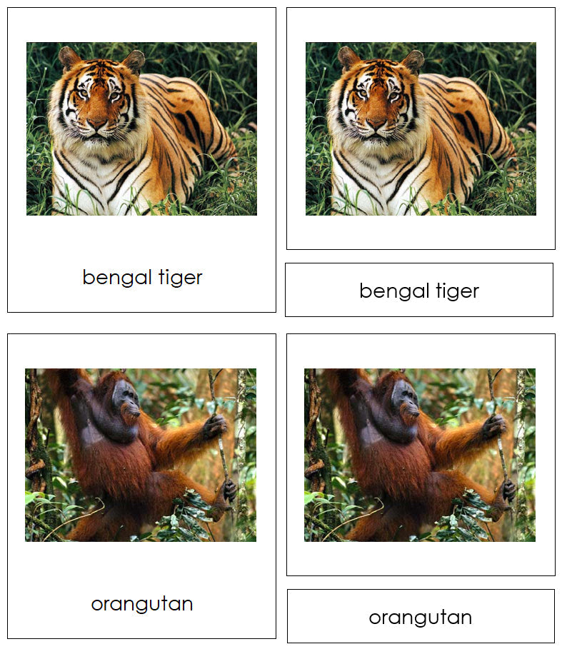 Animals of Asia 3-Part Cards - Montessori Print Shop Digital Download