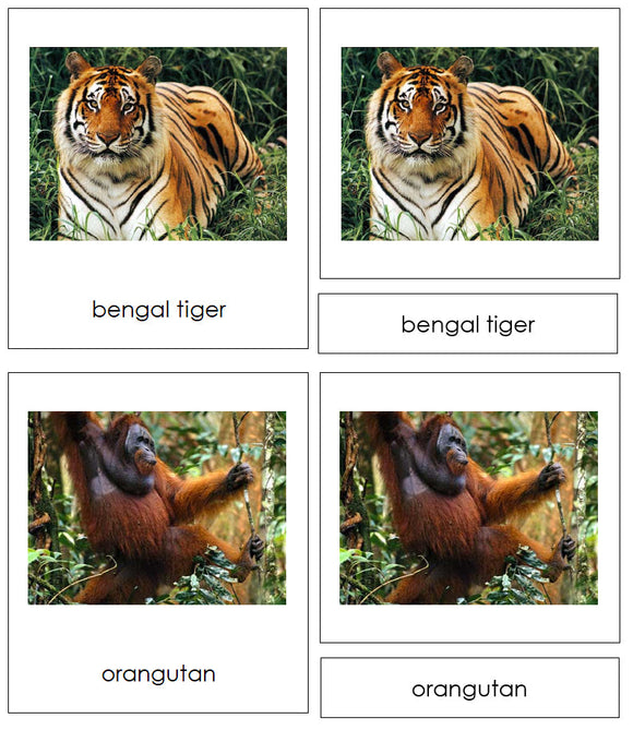 Animals of Asia 3-Part Cards - Montessori Print Shop Digital Download