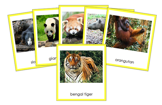 Animals of Asia 3-Part Cards (color-coded) - Montessori Print Shop Digital Download