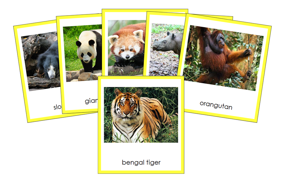 Animals of Asia 3-Part Cards (color-coded) - Montessori Print Shop Digital Download