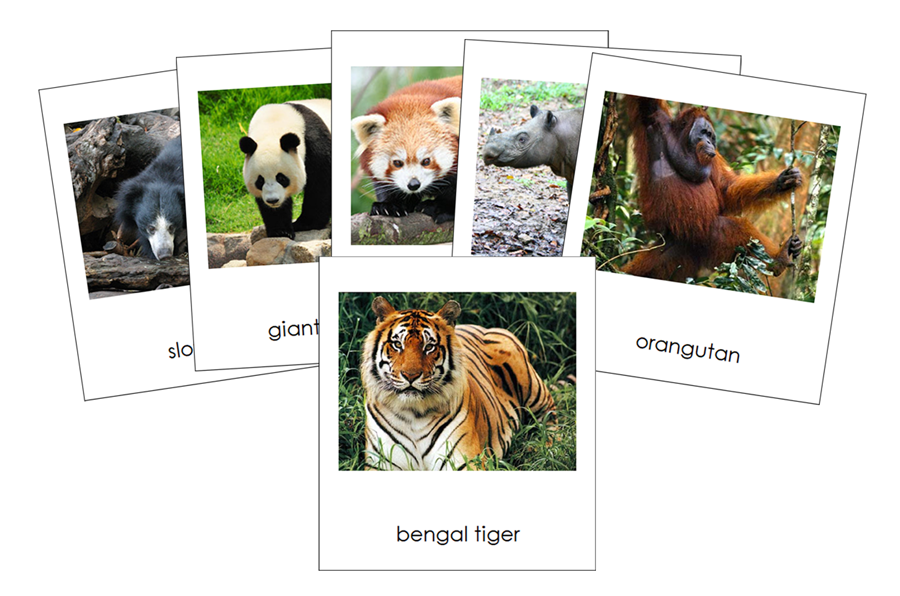 Animals of Asia 3-Part Continent Cards - Montessori Print Shop Digital Download