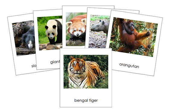 Animals of Asia 3-Part Cards - Montessori Print Shop Digital Download