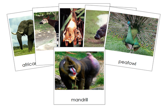 African Rainforest Animals 3-part cards - Montessori Print Shop Digital Download