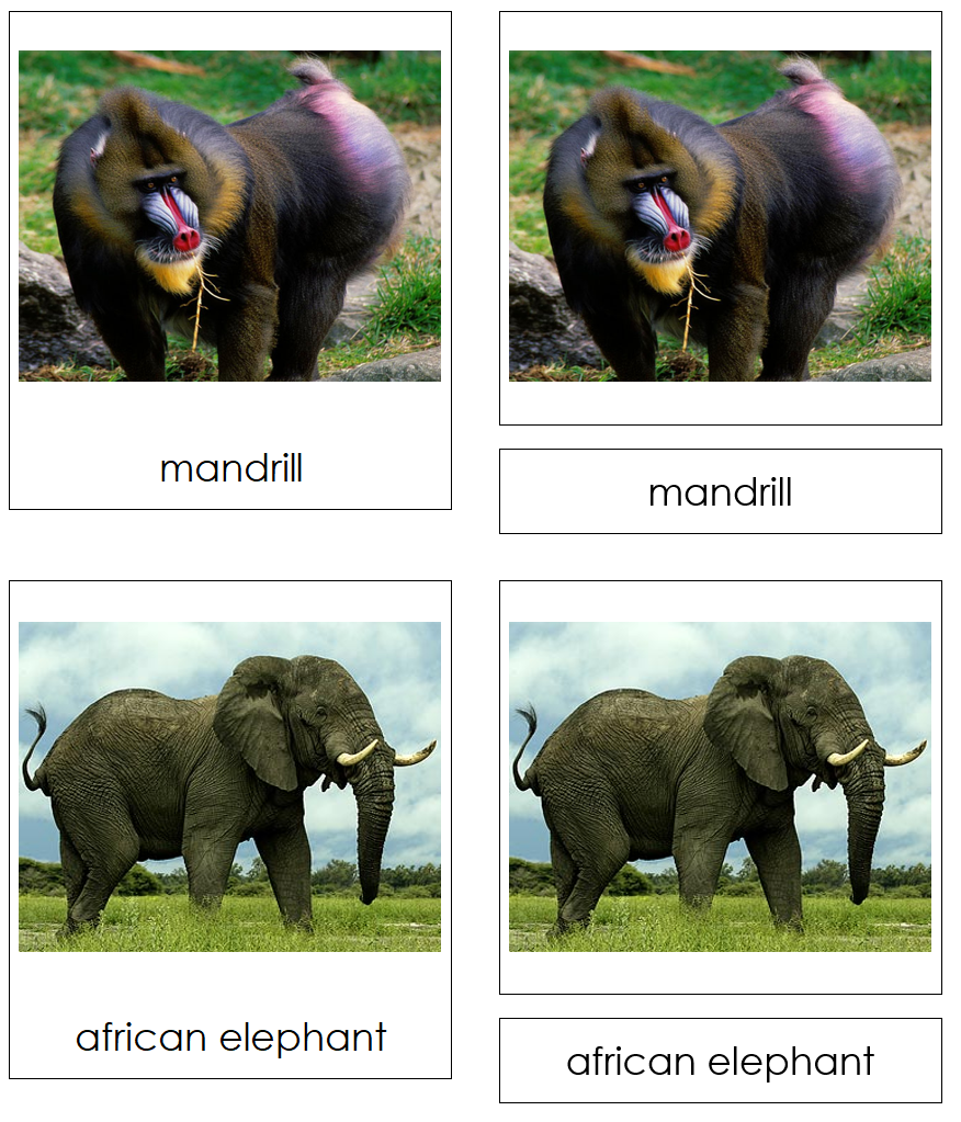 African Rainforest Animals 3-part cards - Montessori Classified Cards - Montessori Print Shop Digital Download
