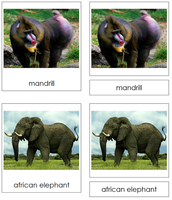 African Rainforest Animals 3-part cards - Montessori Print Shop Digital Download