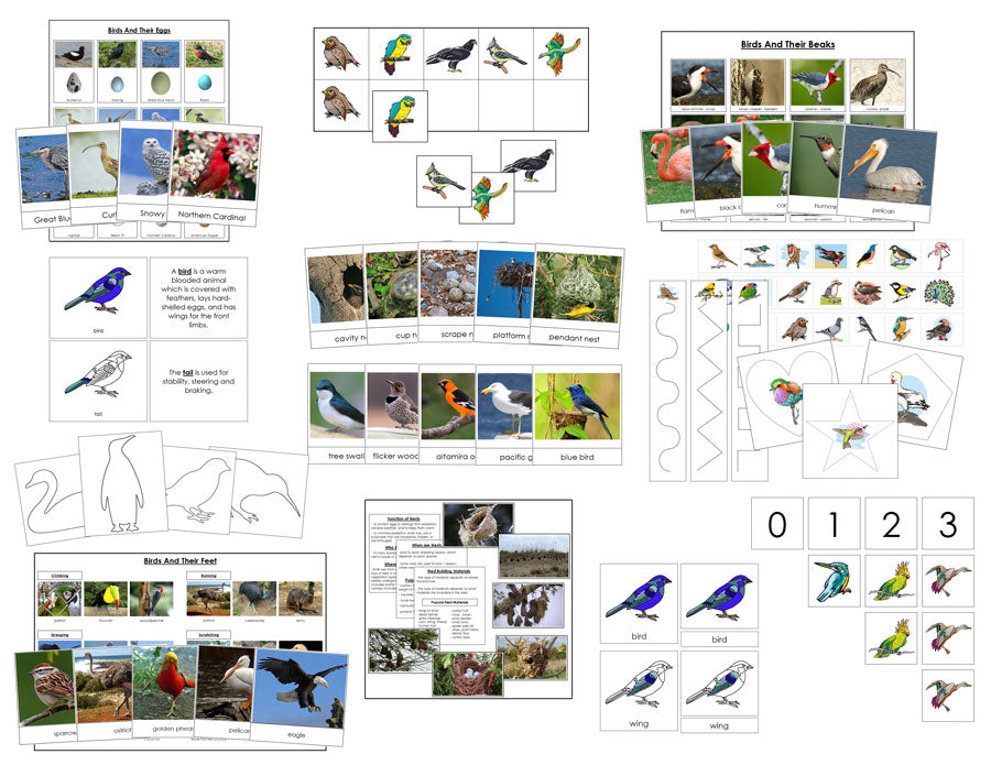Printable All About Birds Bundle - Montessori Print Shop Digital Download