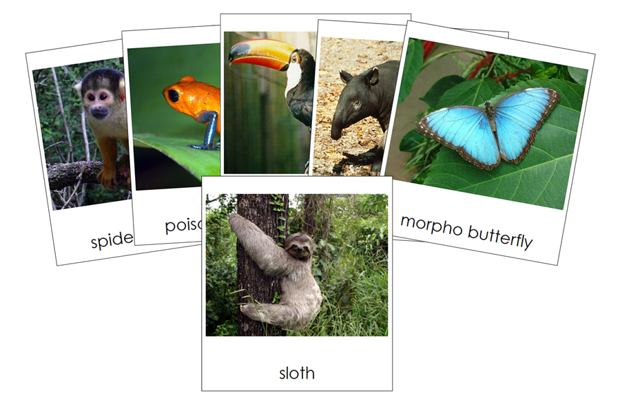 Amazon Rainforest Animals 3-Part Cards - Montessori Print Shop Digital Download