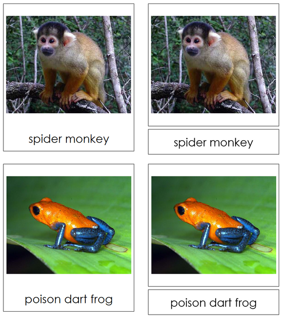 Amazon Rainforest Animals 3-Part Cards - Montessori Print Shop Digital Download