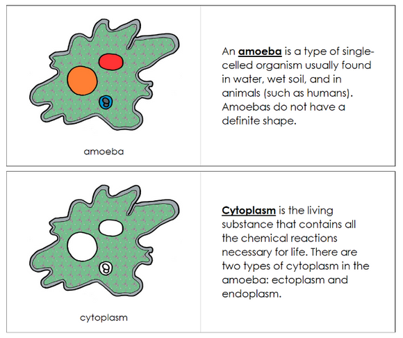 Parts of an Amoeba Nomenclature Book - Montessori Print Shop Digital Download