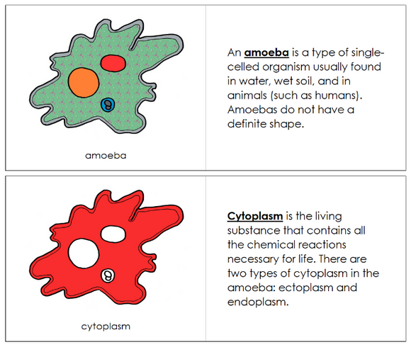 Parts of an Amoeba Nomenclature Book (red) - Montessori Print Shop Digital Download
