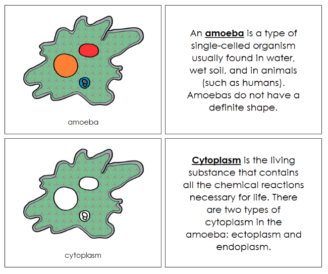 Parts of an Amoeba Nomenclature Book - Montessori Print Shop Digital Download