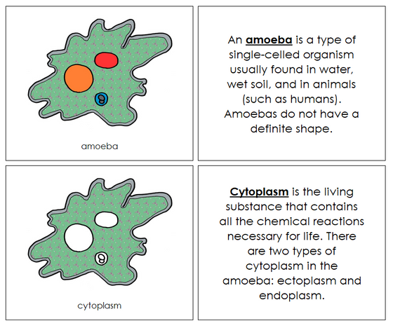 Amoeba Nomenclature Book - Montessori Print Shop