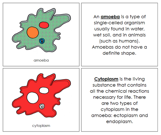 Parts of an Amoeba Nomenclature Book (red) - Montessori Print Shop