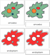 Amoeba Nomenclature 3-Part Cards - Montessori Print Shop