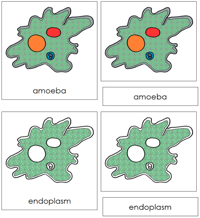 Parts of an Amoeba 3-Part Nomenclature Cards - Montessori Print Shop Digital Download