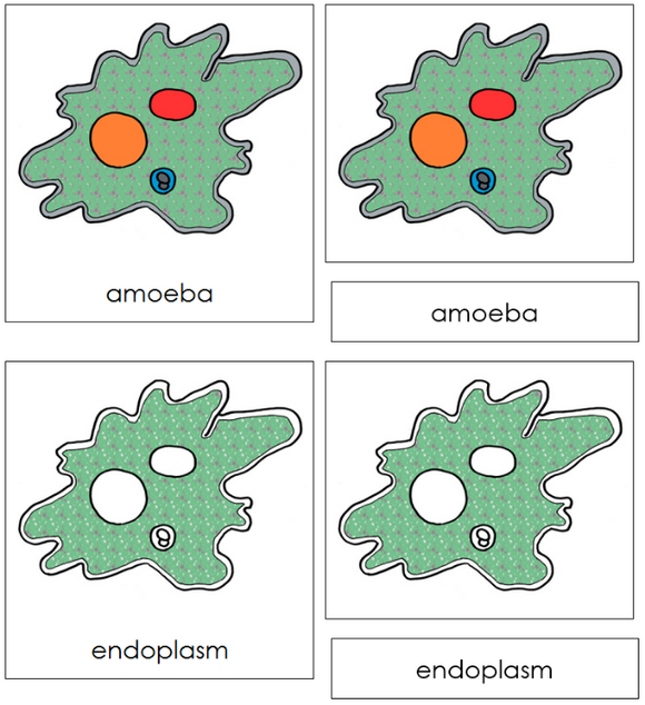 Parts of an Amoeba 3-Part Nomenclature Cards - Montessori Print Shop Digital Download