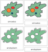 Amoeba Nomenclature 3-Part Cards - Montessori Print Shop