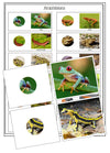 Amphibians - Part To Whole Matching Cards - Montessori Print Shop