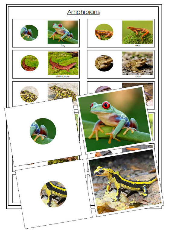 Amphibians - Part To Whole Matching Cards - Montessori Print Shop Digital Download
