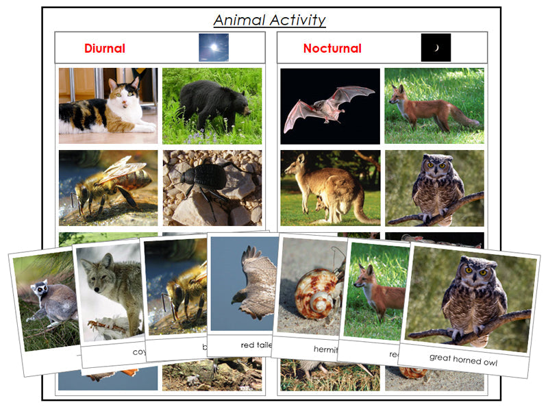 Animal Activity Nocturnal or Diurnal - Montessori Print Shop zoology printables