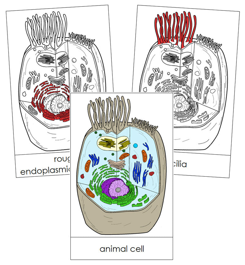 Animal Cell Nomenclature Cards (red) - Montessori Print Shop