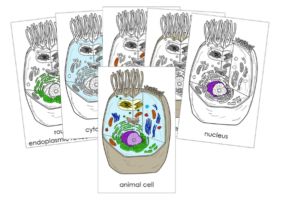 Parts of an Animal Cell 3-Part Nomenclature Cards - Montessori Print Shop Digital Download