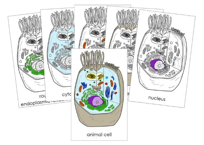 Parts of an Animal Cell 3-Part Nomenclature Cards - Montessori Print Shop Digital Download