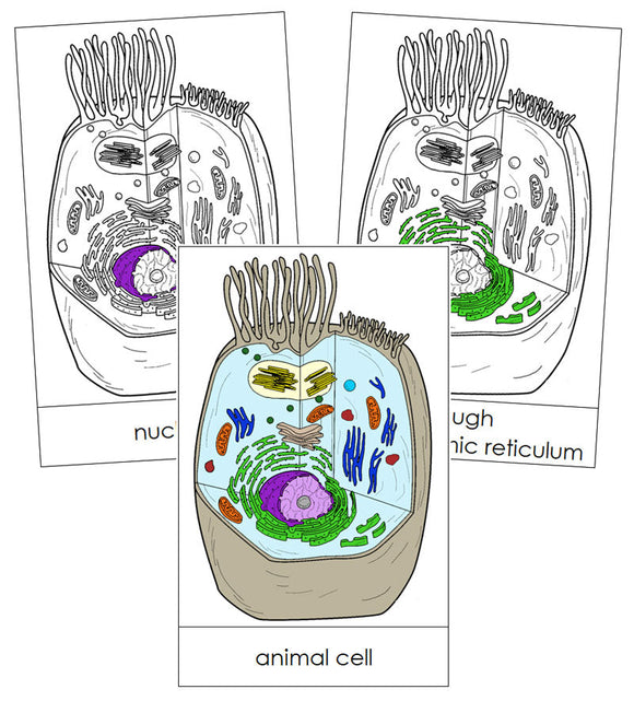 Animal Cell Nomenclature Cards - Montessori Print Shop