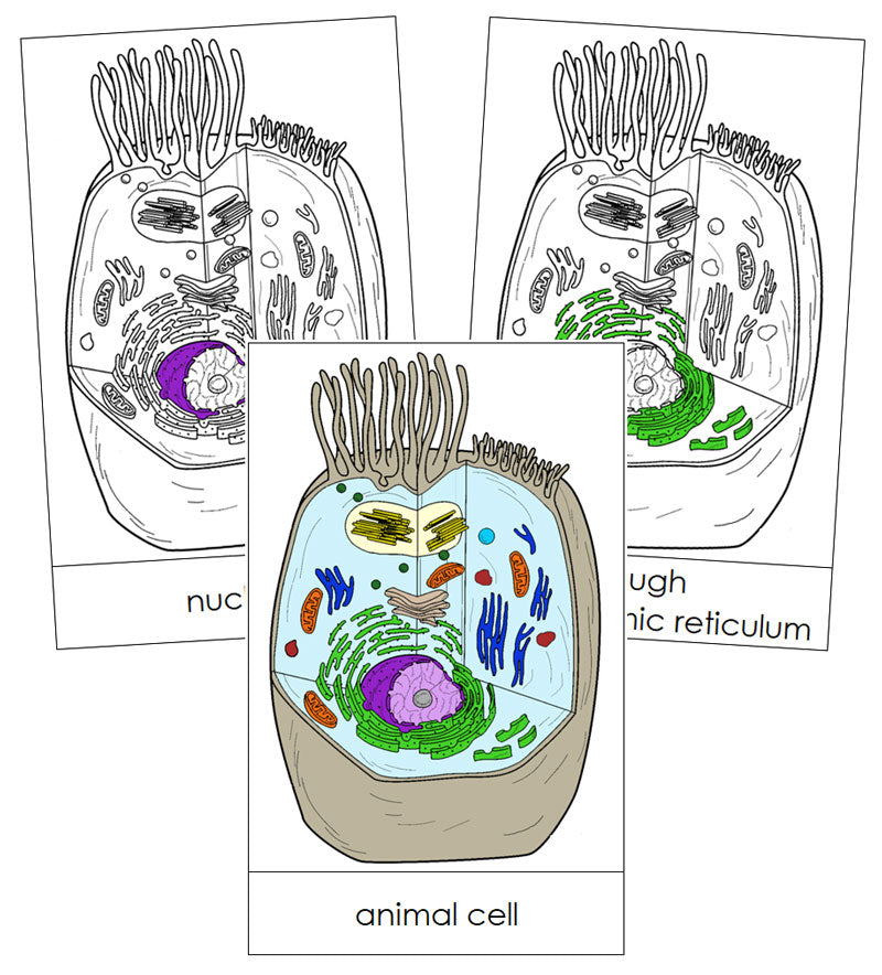 Animal Cell Nomenclature Cards - Montessori Print Shop