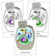 Animal Cell Nomenclature Cards - Montessori Print Shop