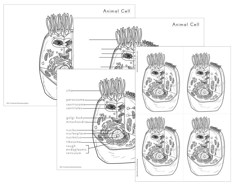 Animal Cell Elementary Nomenclature - Montessori Print Shop Digital Download